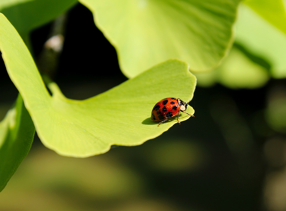 The Ginkgo and the Ladybug
