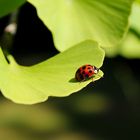 The Ginkgo and the Ladybug