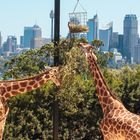 The giraffes view