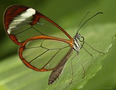 The Glass Wing Greta oto II