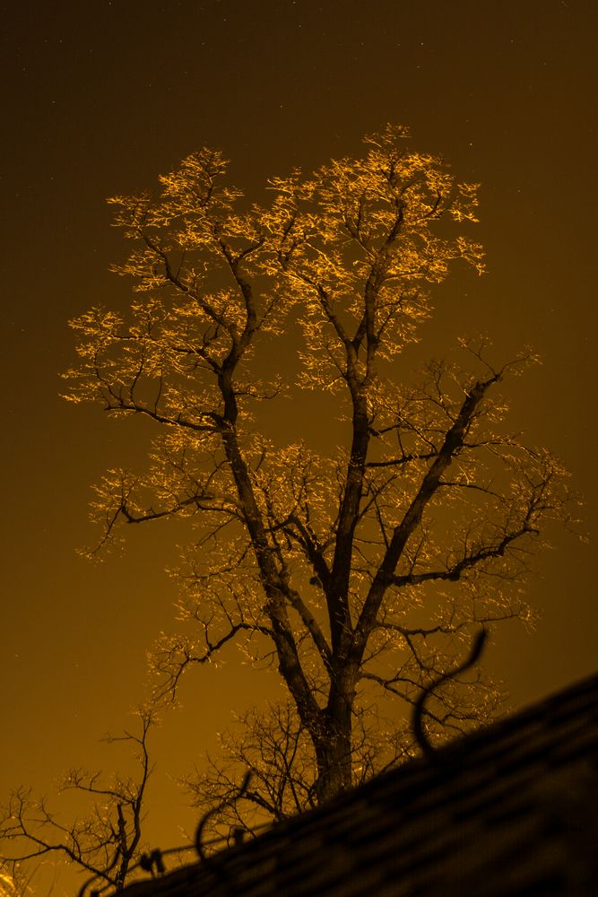 The glowing Tree...