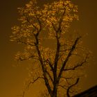 The glowing Tree...