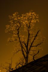 The glowing Tree...