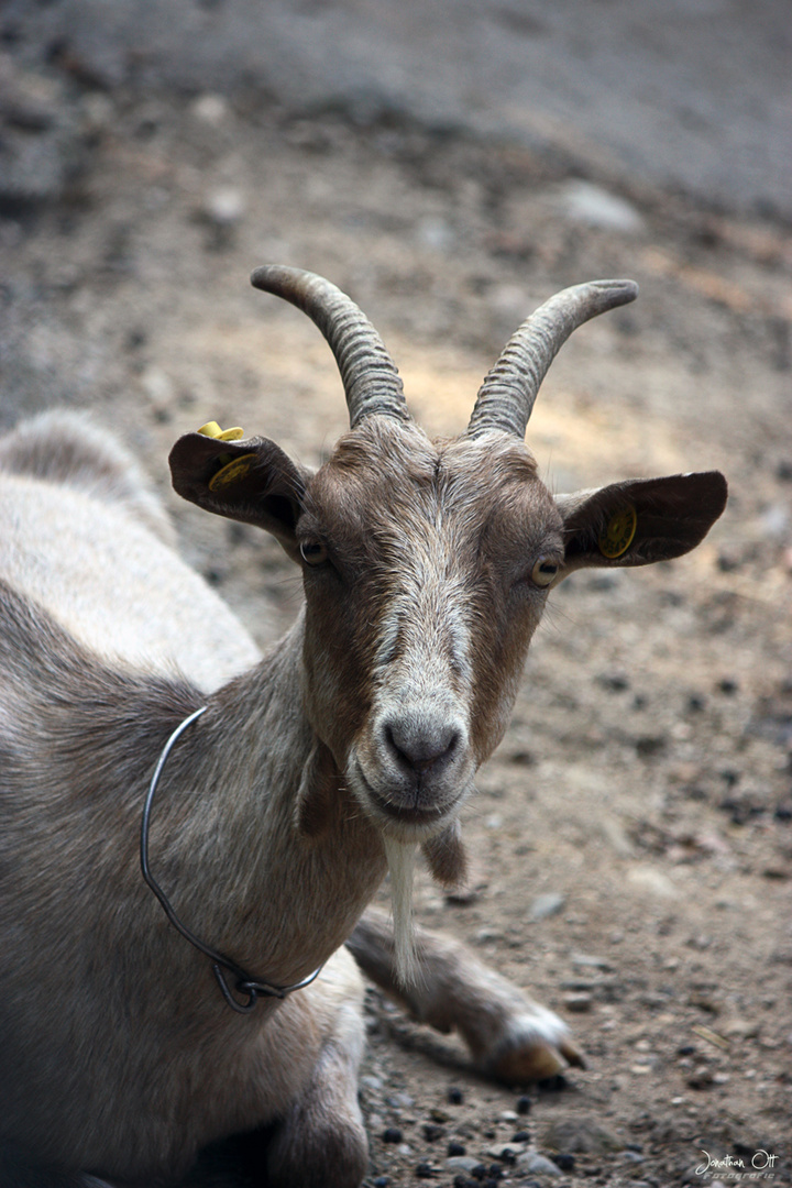 The Goat is looking at you!