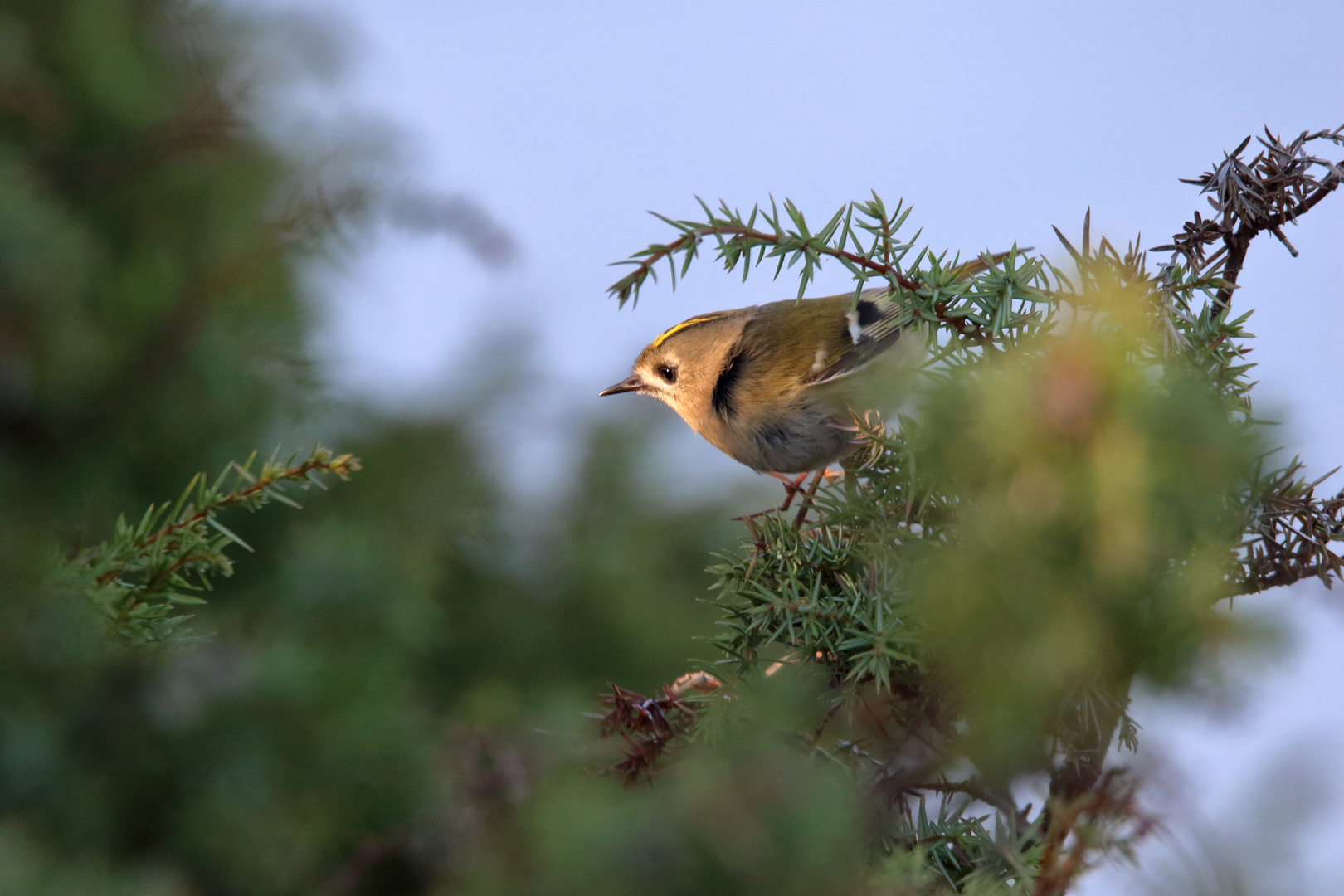 The goldcrest (Regulus regulus)