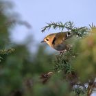 The goldcrest (Regulus regulus)