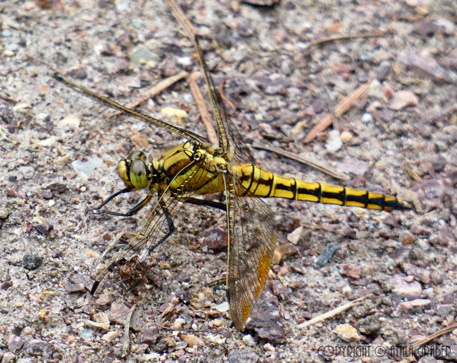 the GOLDEN  DRAGON fly