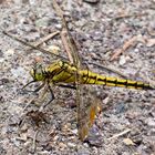 the GOLDEN  DRAGON fly