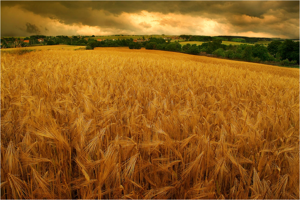 the golden field