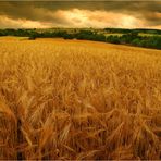 the golden field