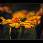 The golden flower