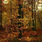 The Golden Forest (1)