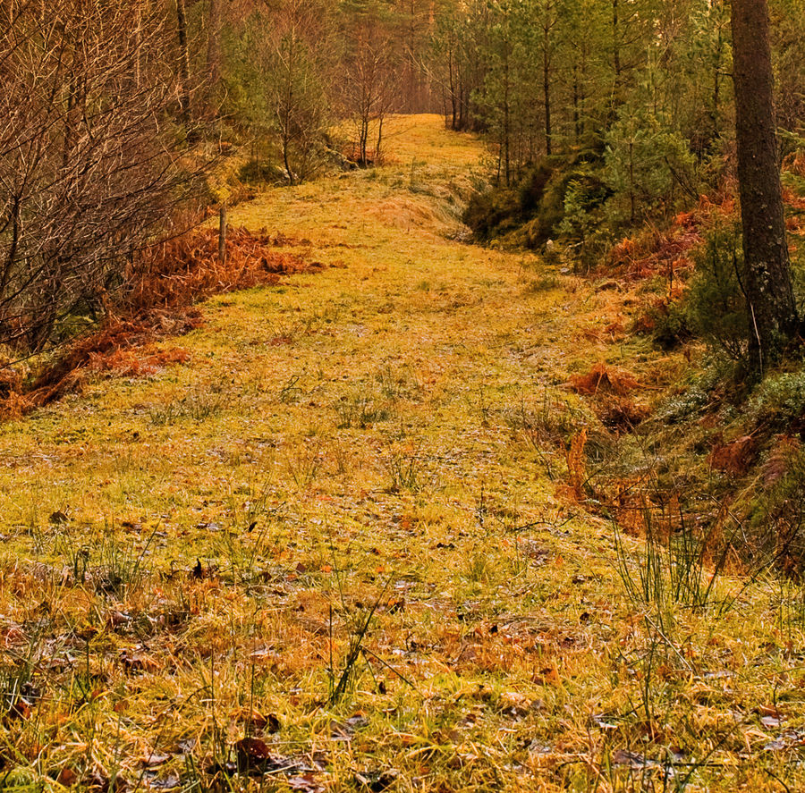 The Golden Forest