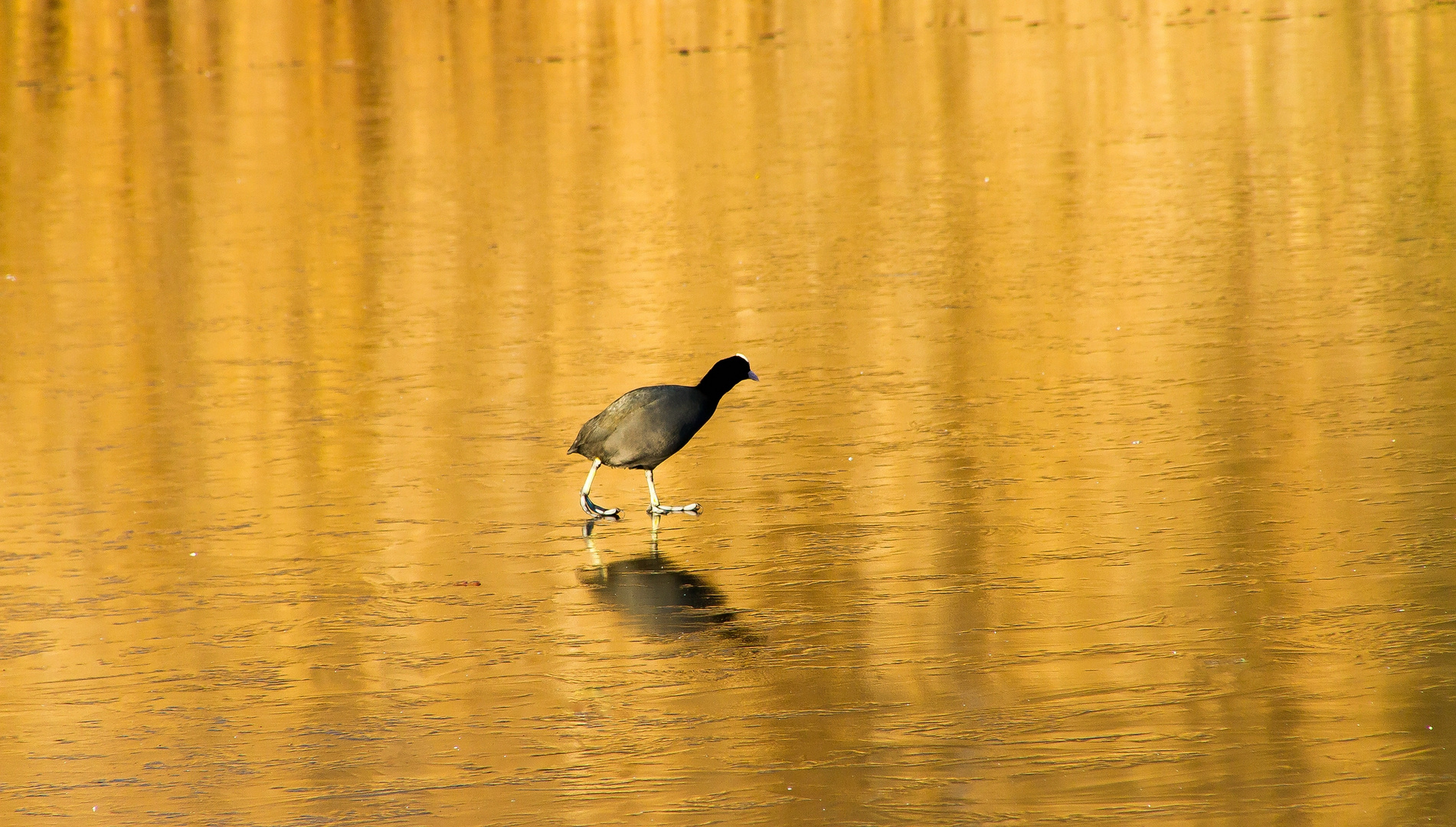 The Golden lake and a walking bird