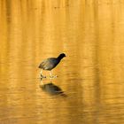 The Golden lake and a walking bird