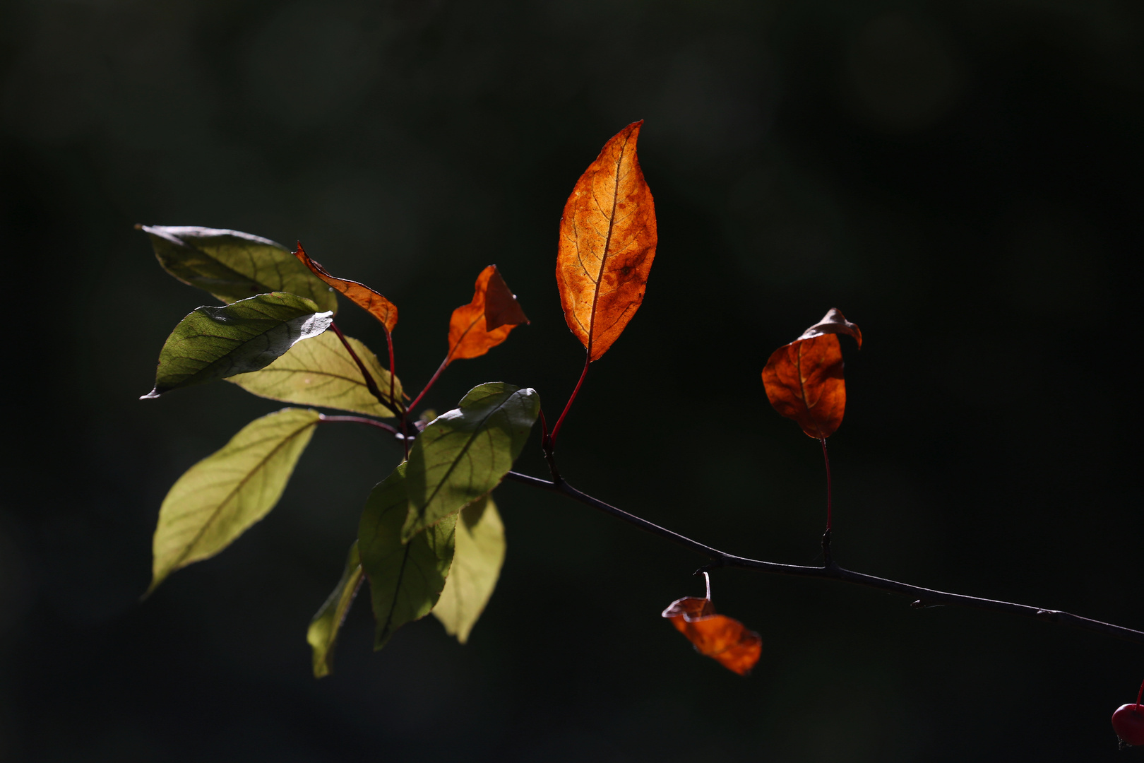 The golden Leaf - Autumn