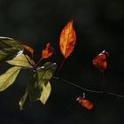 The golden Leaf - Autumn