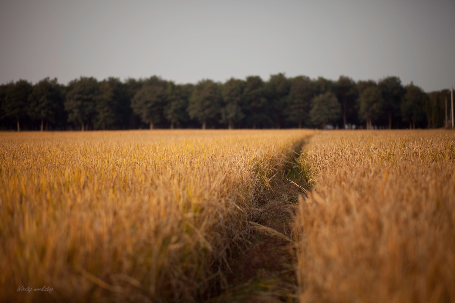 The golden rice paddy .