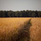 The golden rice paddy .