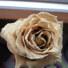 The golden Rose <3