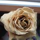 The golden Rose <3