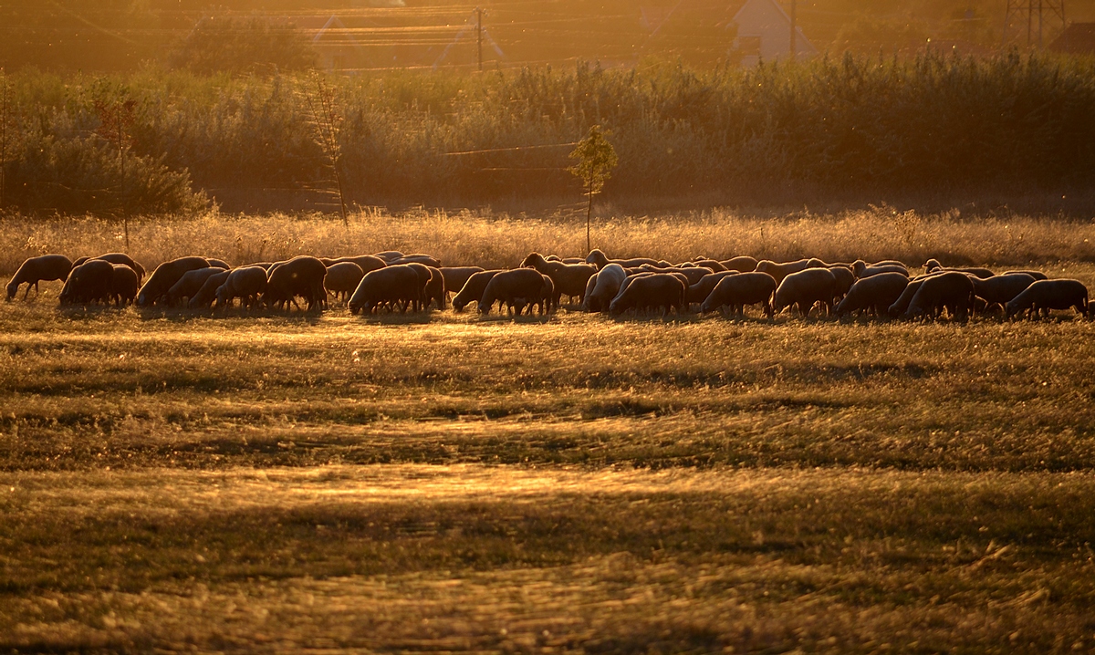 THE GOLDEN SHEEP