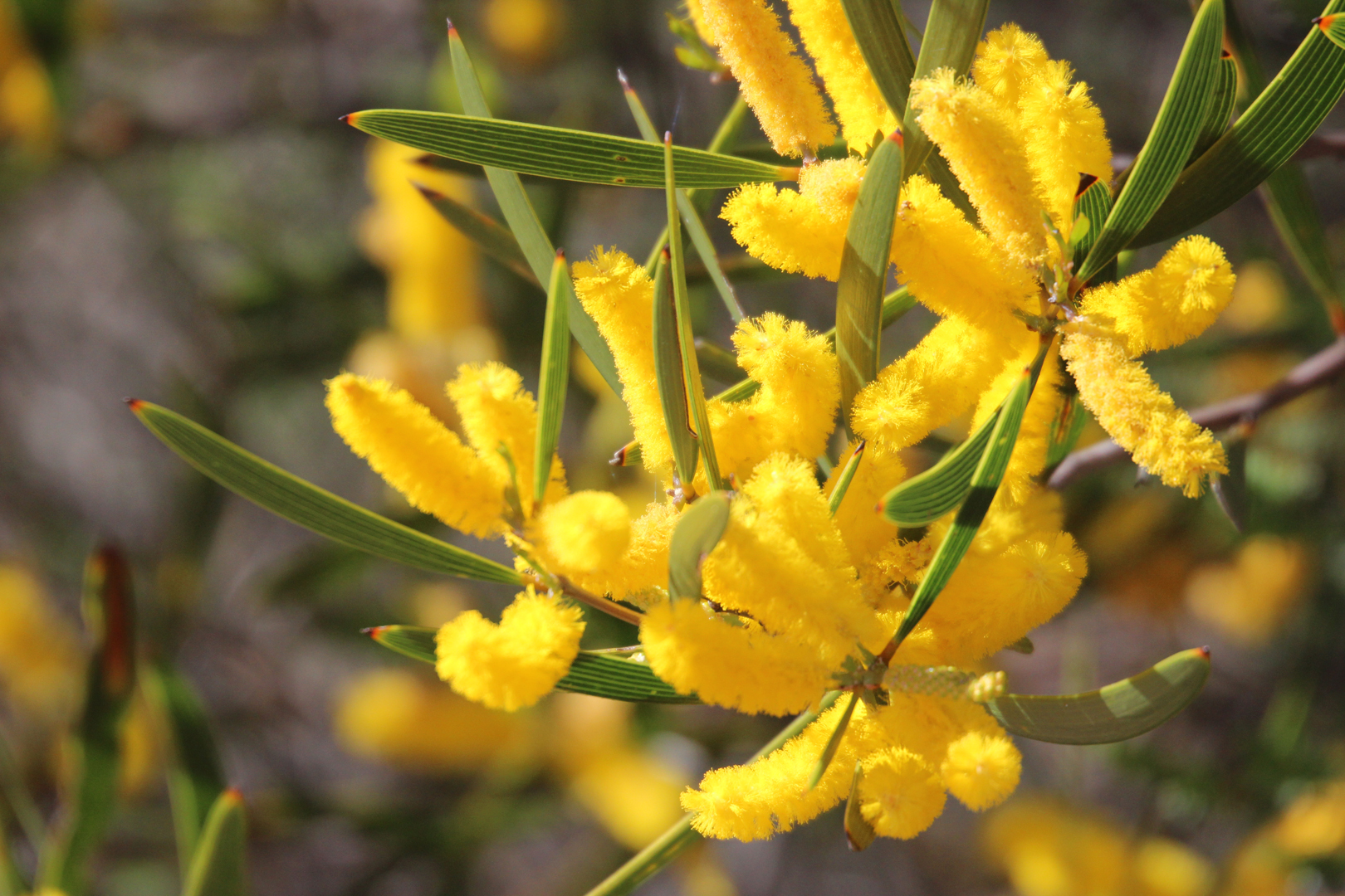 The Golden Wattle - Mein Mittwochsblümchen