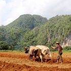 The good old way to plow the field