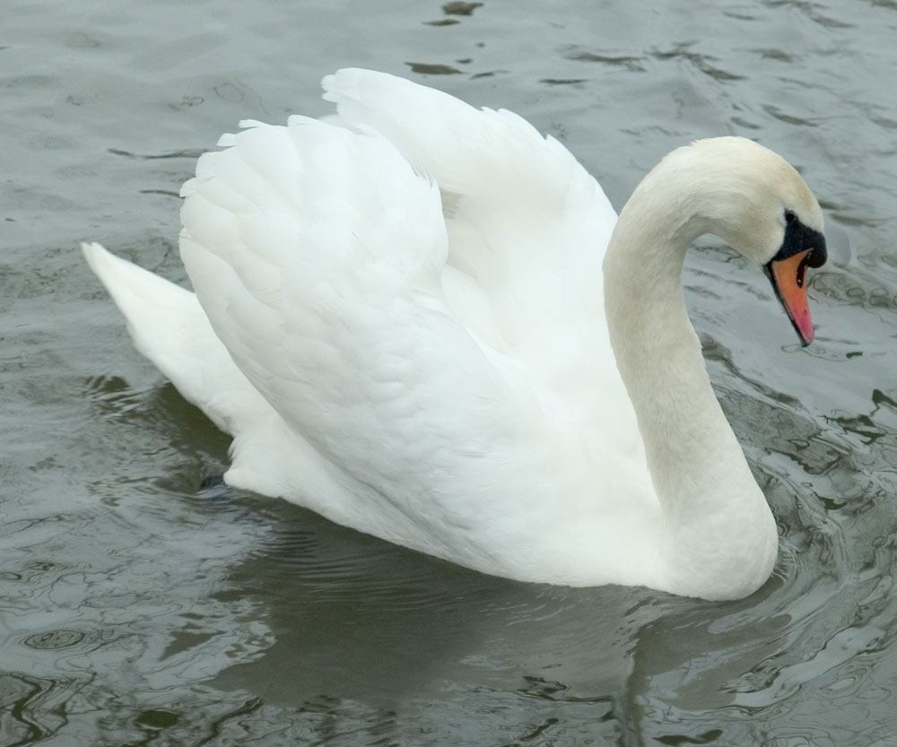 The grace of a swan