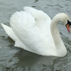 The grace of a swan