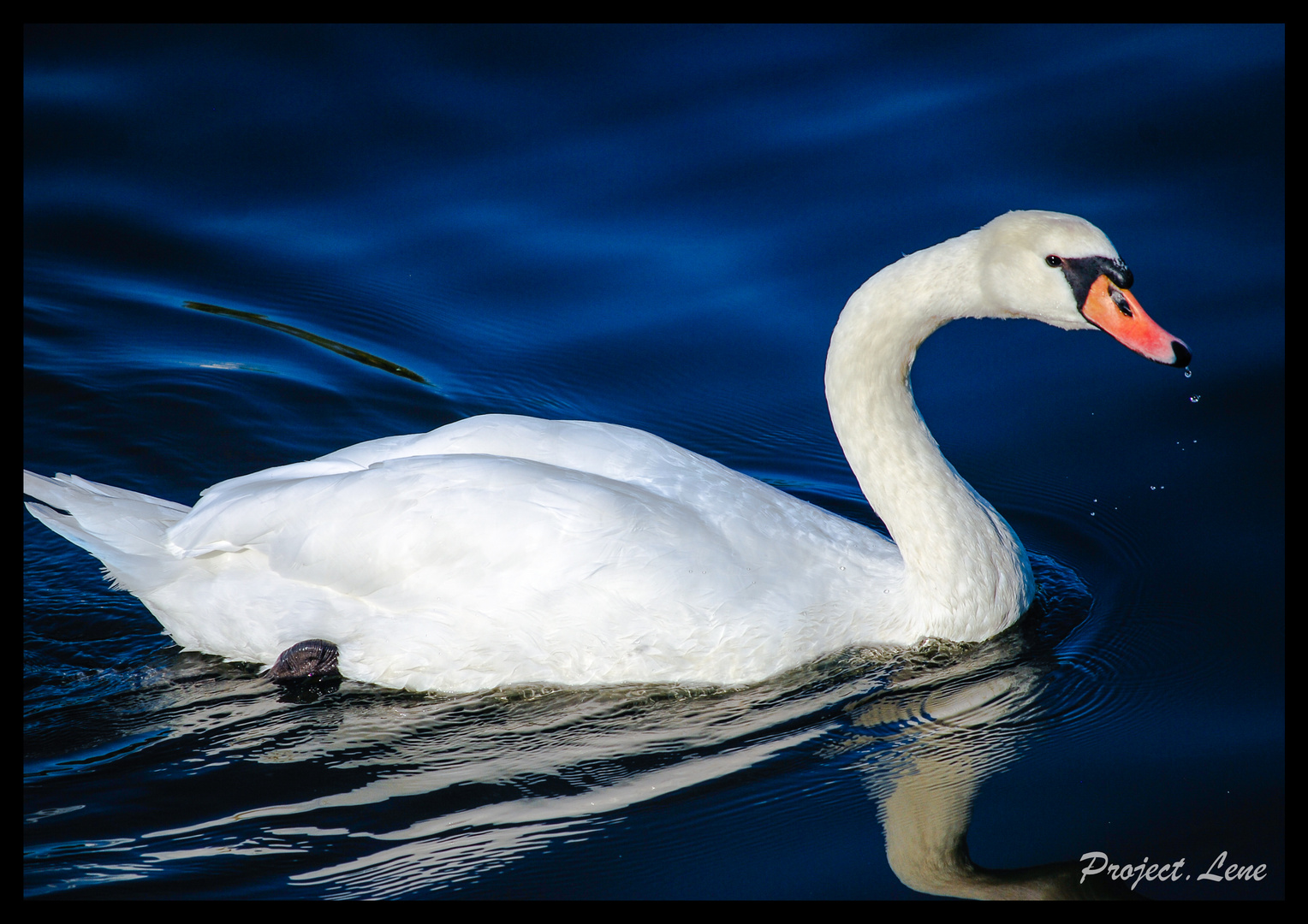 The graceful swan