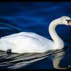 The graceful swan