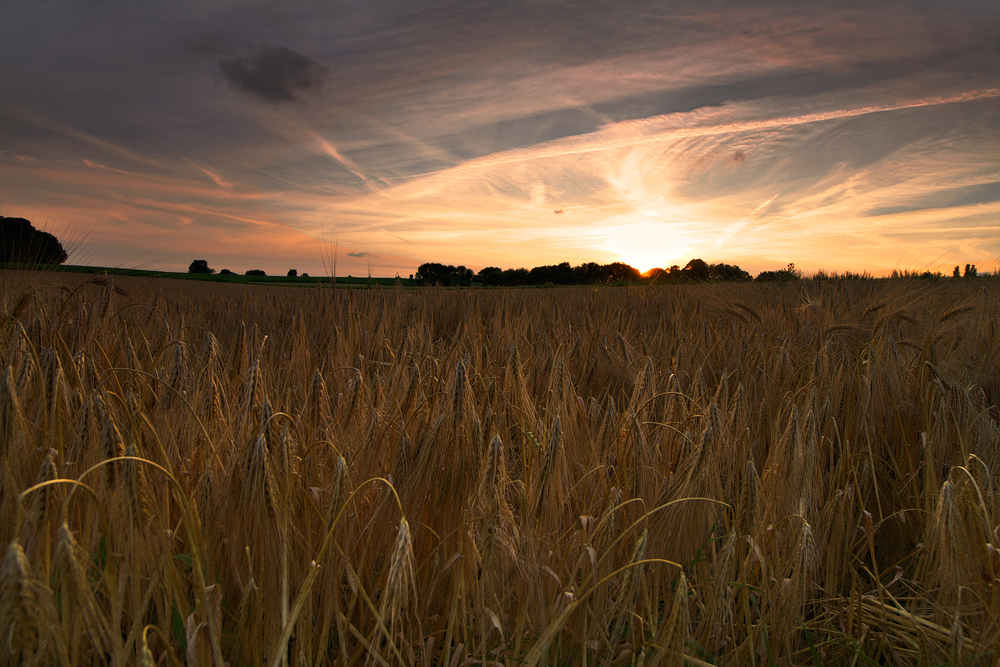 The Grain Fields