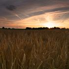 The Grain Fields