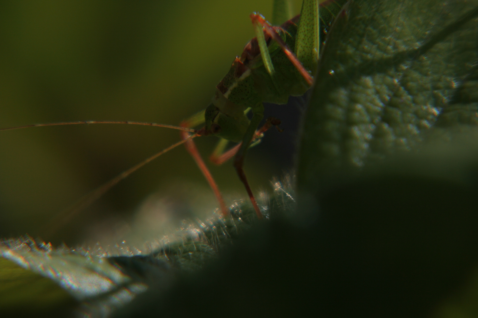 -The Grasshopper-