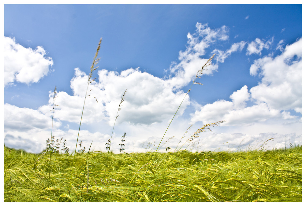 The grassland to the sky