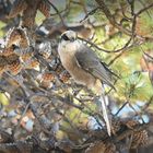 the gray jay 