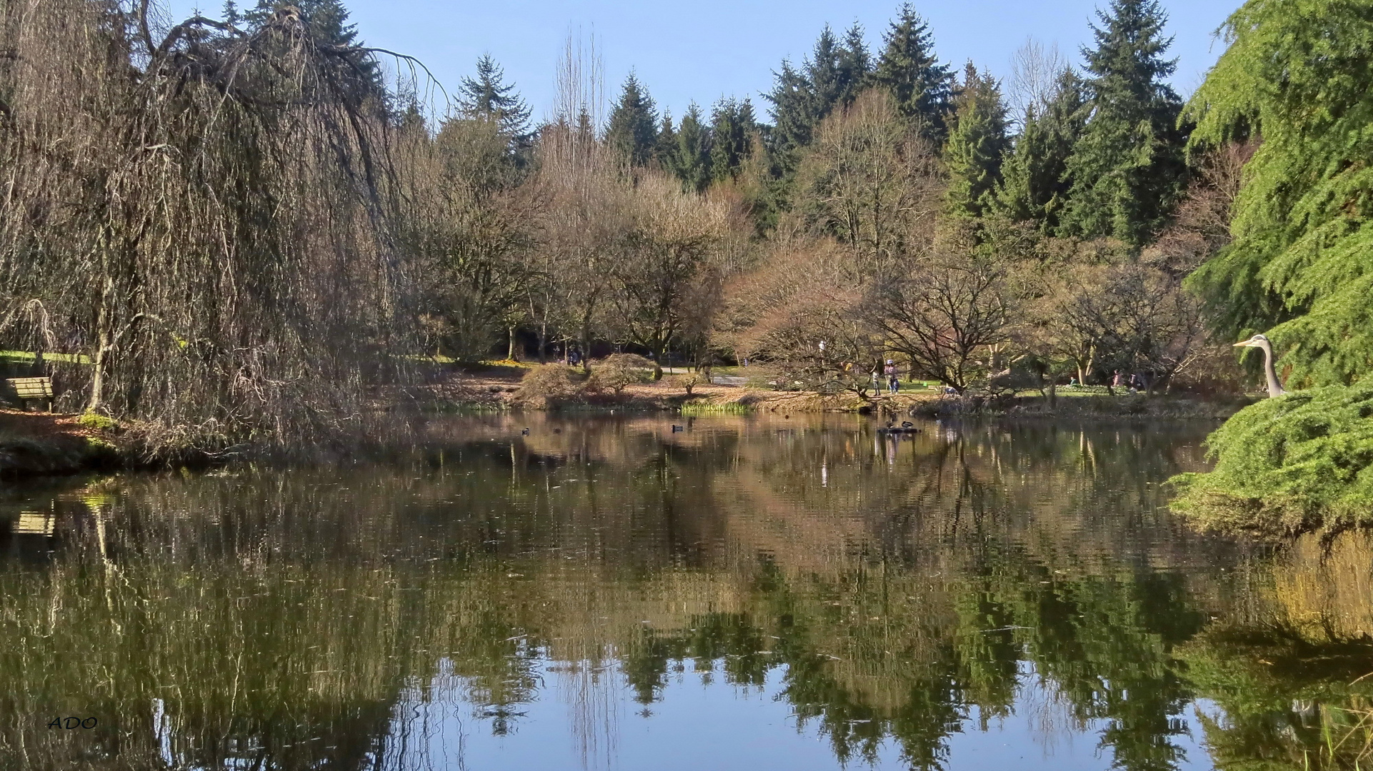 The Great Blue Heron