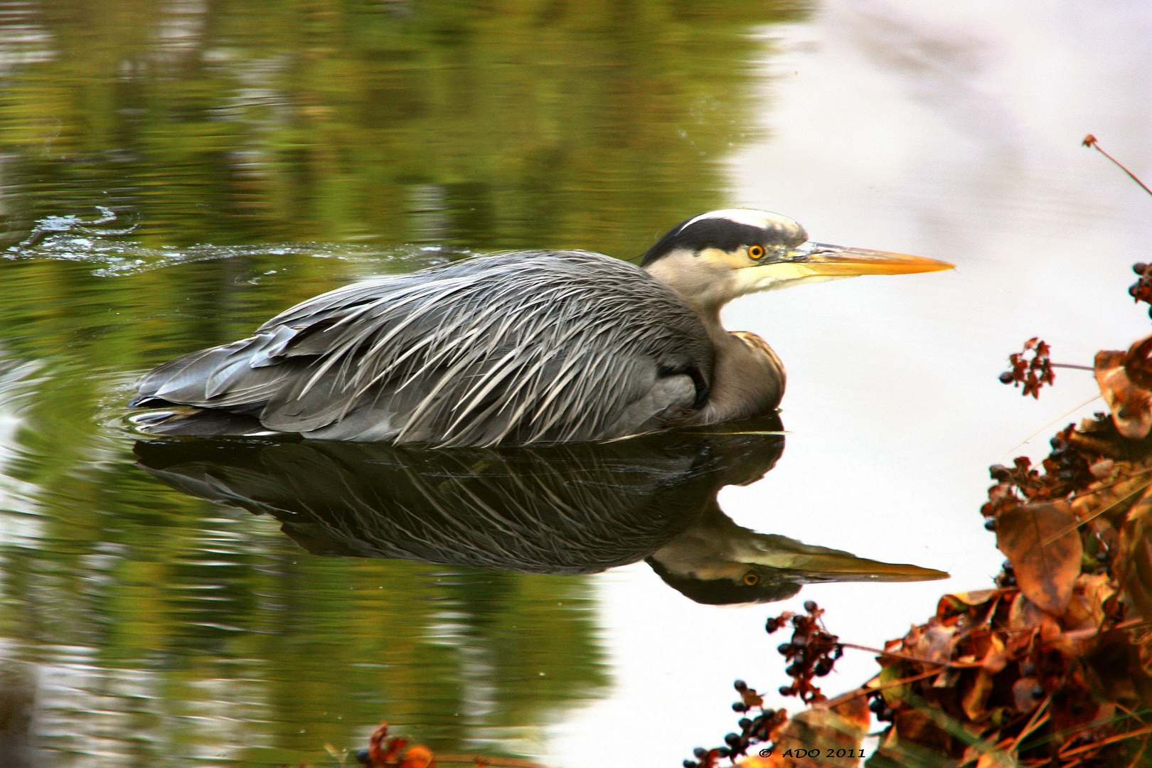 The Great Blue Heron (2)