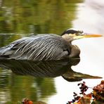 The Great Blue Heron (2)