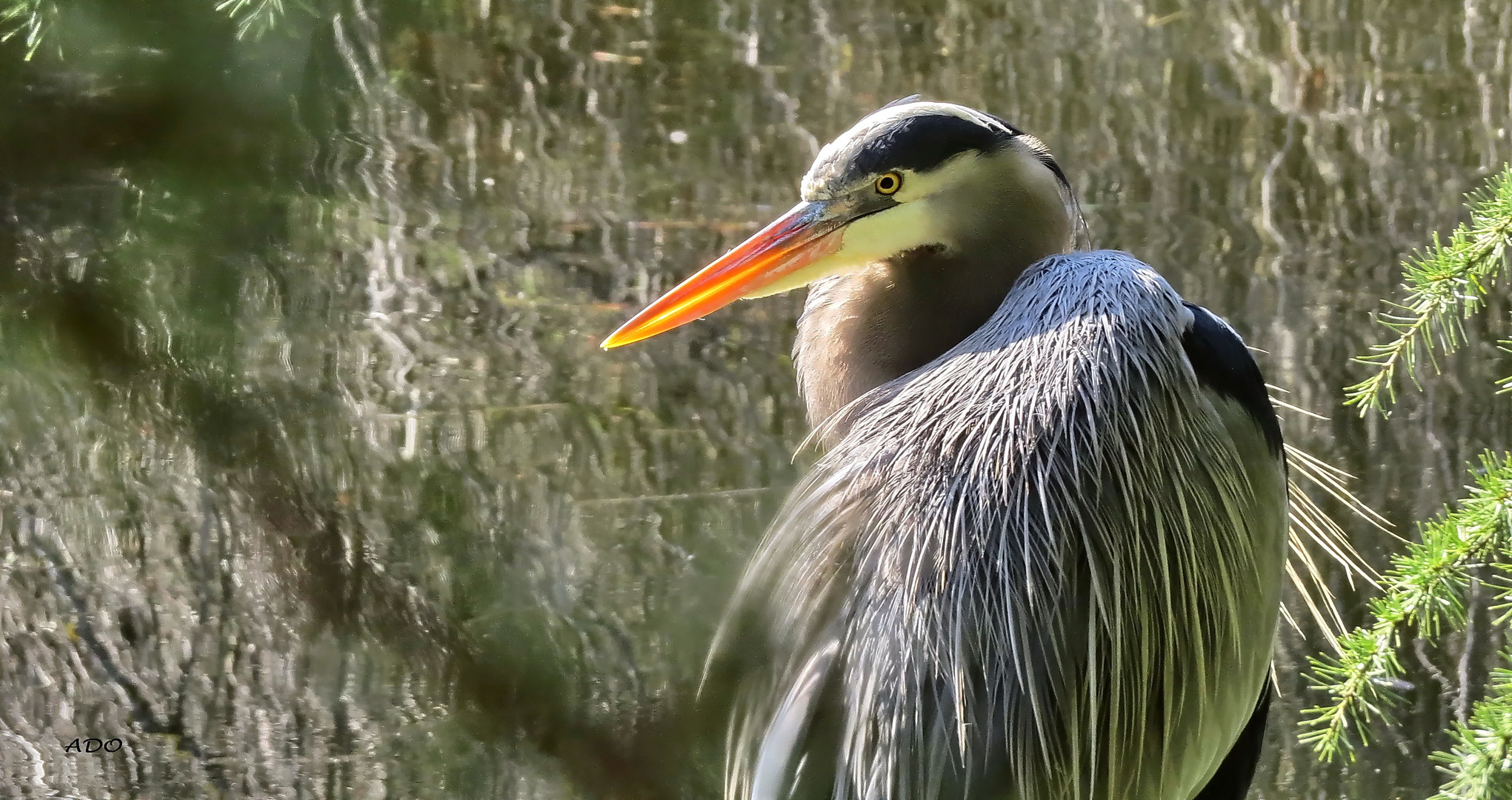 The Great Blue Heron (2)