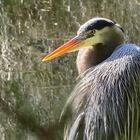 The Great Blue Heron (2)