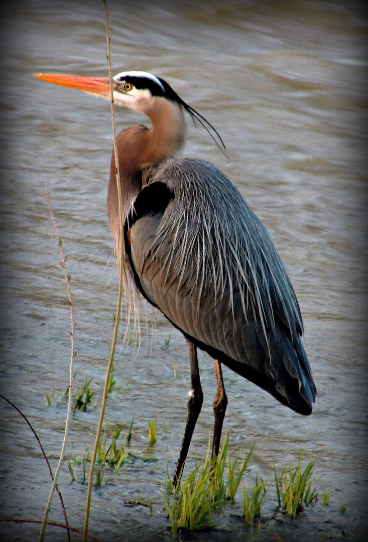 the Great Blue Heron
