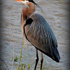 the Great Blue Heron