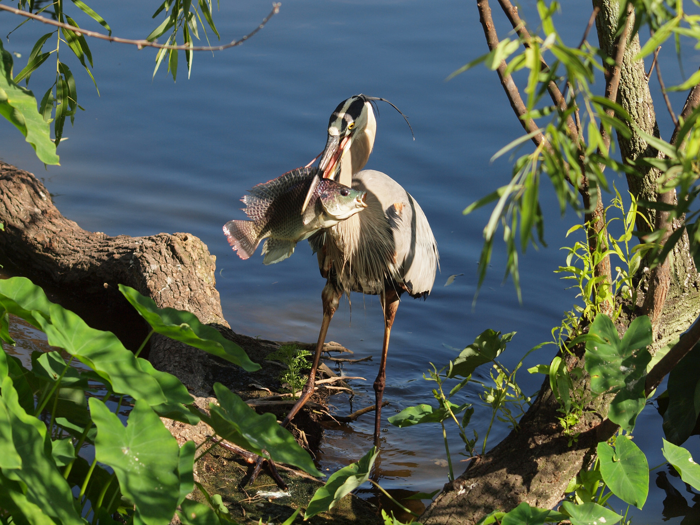 The Great Blue Heron