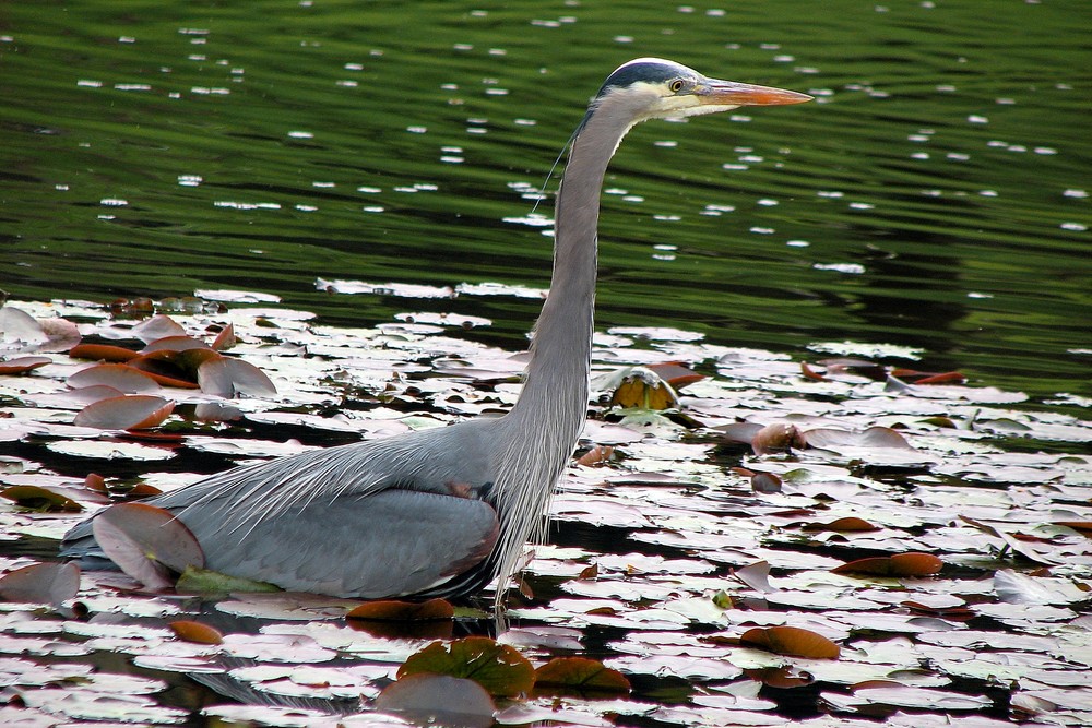 The Great Blue Heron