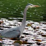 The Great Blue Heron