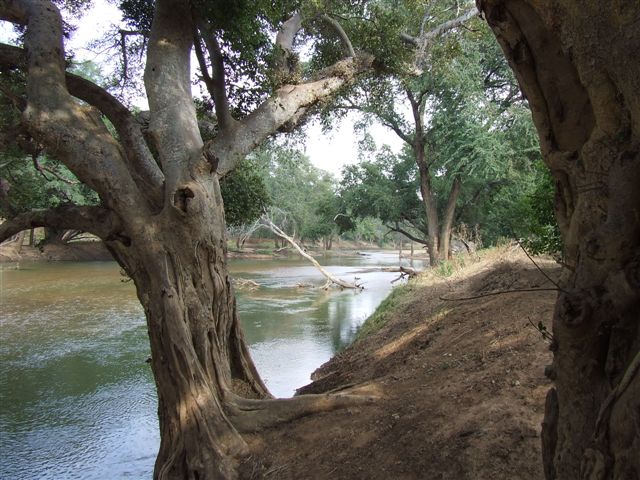 The Great Green Grassy Limpopo