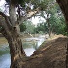 The Great Green Grassy Limpopo