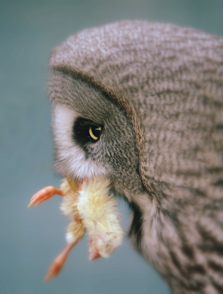 The Great Grey Owl and Lunch.